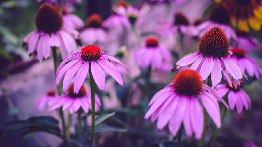 2560x1440 Spring Purple Coneflowers Wallpaper