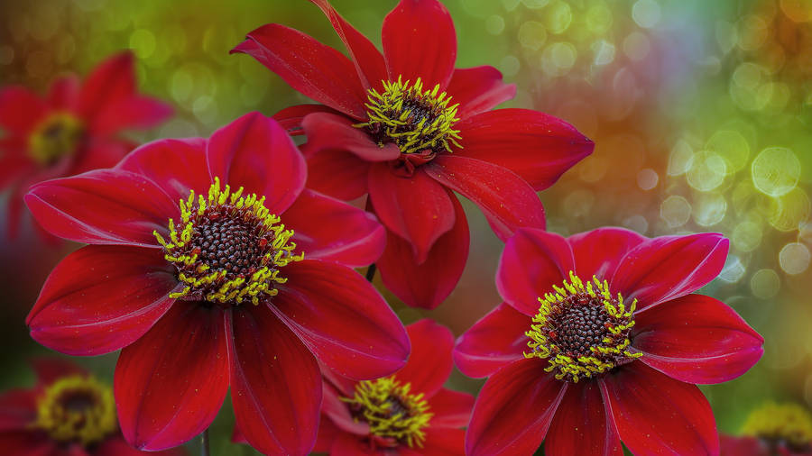 2560x1440 Spring Red Dahlia Wallpaper