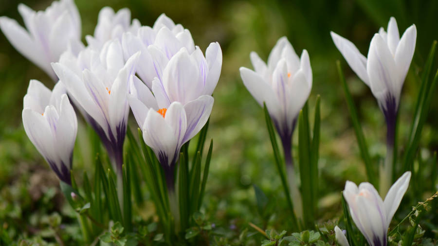 2560x1440 Spring White Crocuses Wallpaper