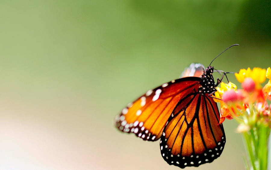 2k Orange Butterfly On Flower Wallpaper