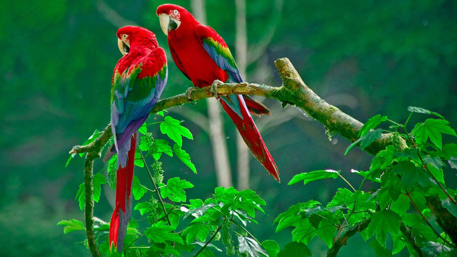 32k Ultra Hd Nature Parrots On Branch Wallpaper