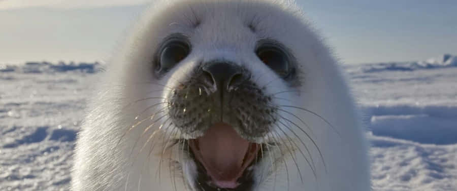 3440x1440 Animal White Harp Seal Wallpaper