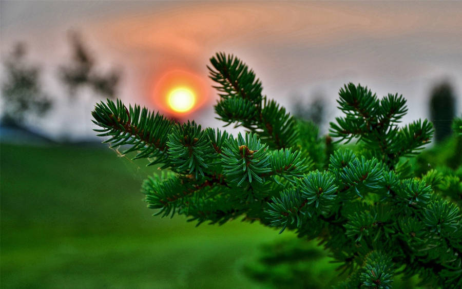 3d Desktop Green Pine Tree Wallpaper