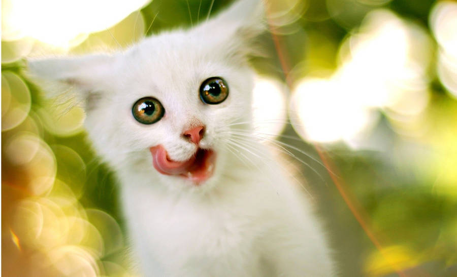 3d Desktop White Cat Wallpaper