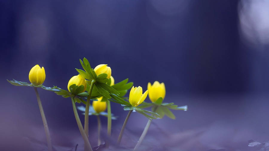 3d Desktop Yellow Flower Wallpaper