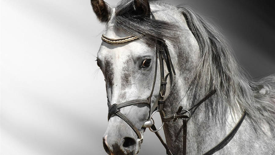 3d Realistic Horse Face Wallpaper