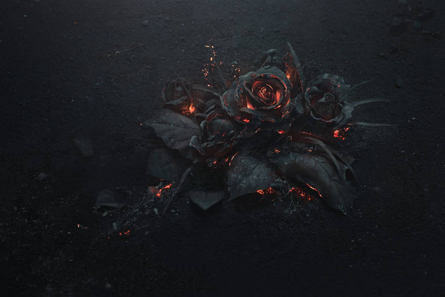 4k Burned Rose Wallpaper