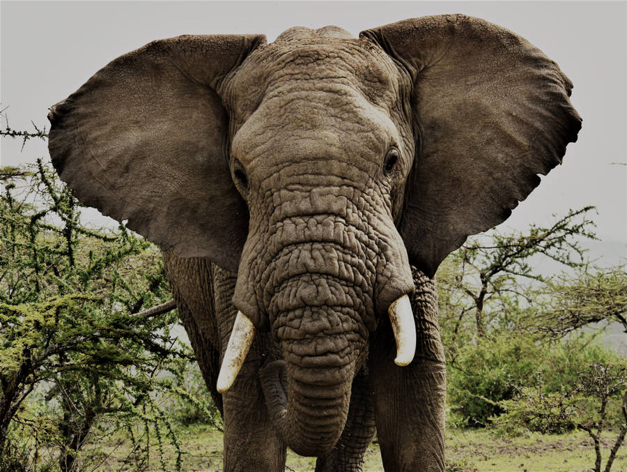 4k Elephant Big Ears Wallpaper