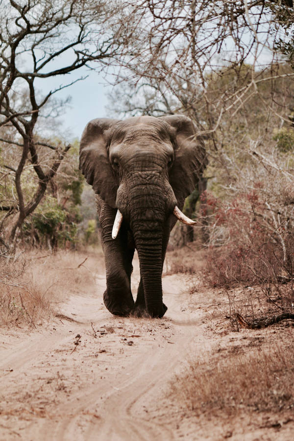 4k Elephant Walking Wallpaper