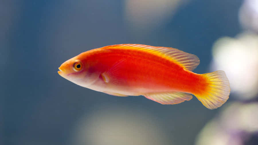 4k Fish Featuring A Yellowfin Fairy Wrasse Wallpaper
