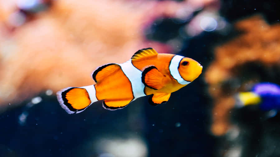 4k Fish With A Blurry Effect Background Wallpaper
