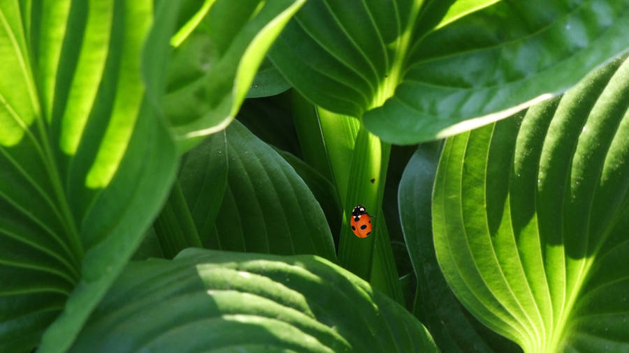 4k Green Hostas With Ladybug Wallpaper