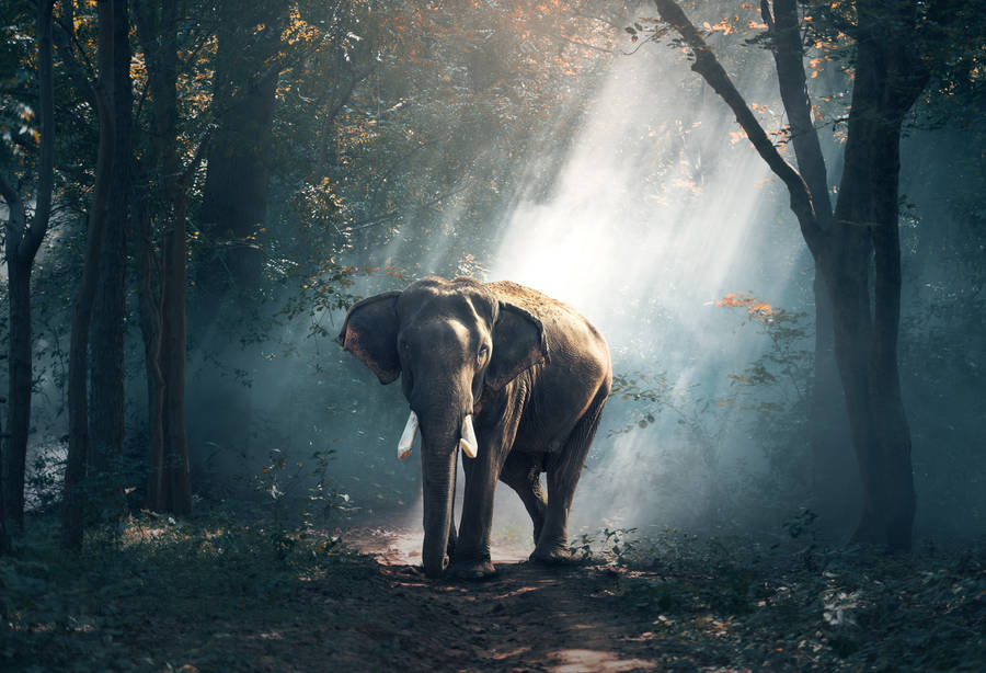 4k Hd Laptop Elephant Wallpaper