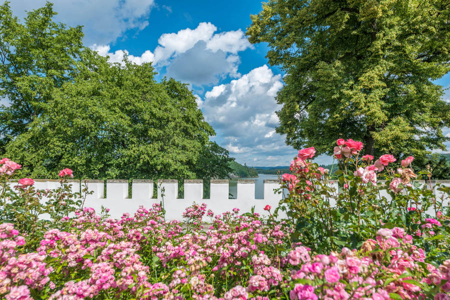 4k Landscape Pink Garden Roses Wallpaper