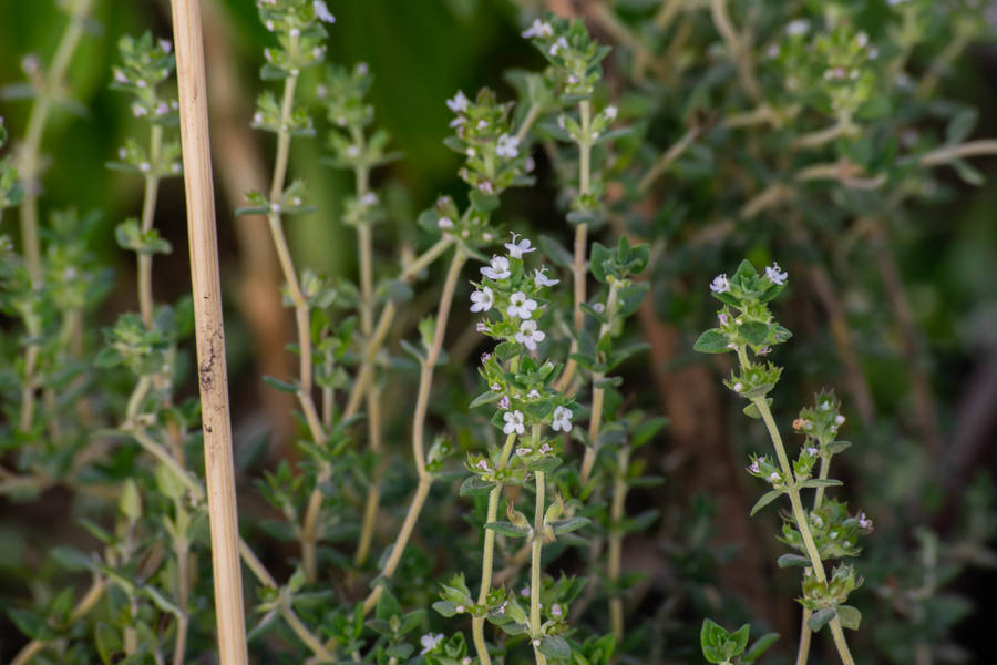 4k New York Garden Thyme Wallpaper