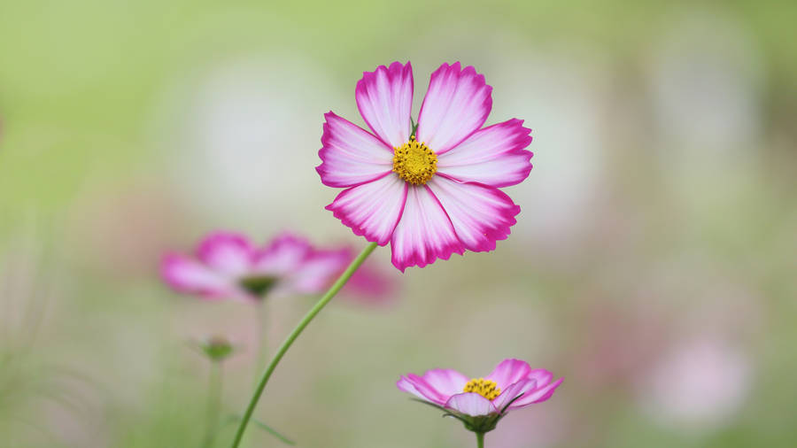 4k Ultra Hd 2160p Cosmos Flower Wallpaper