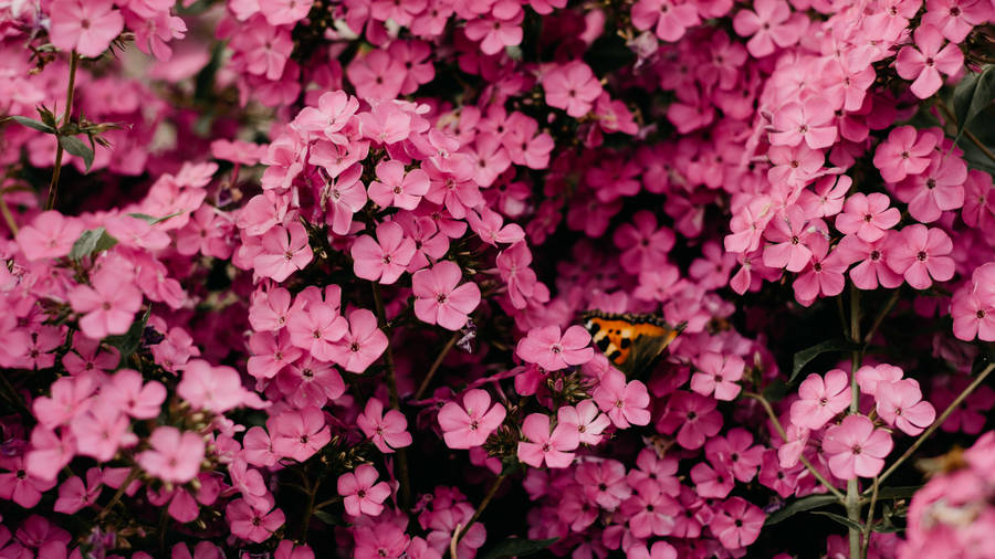 4k Ultra Hd 2160p Pink Clustered Flowers Wallpaper