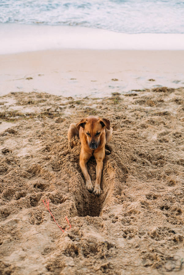 4k Ultra Hd Beach Dog Wallpaper