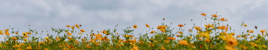 7680 X 1440 Flower Field Wallpaper