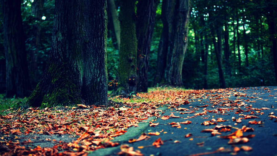 8k Desktop Autumn Leaves Wallpaper