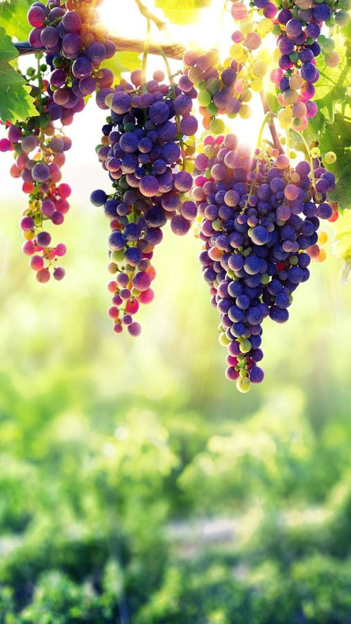 8k Iphone Hanging Grapes Wallpaper