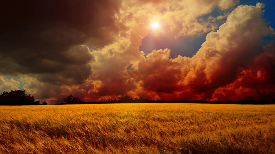 8k Ultra Hd Nature Wheat Field Wallpaper