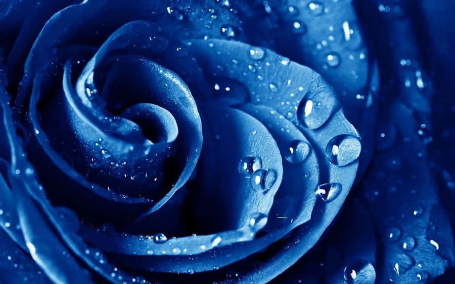 A Beautiful Blue Rose Surrounded By Lush Green Foliage. Wallpaper