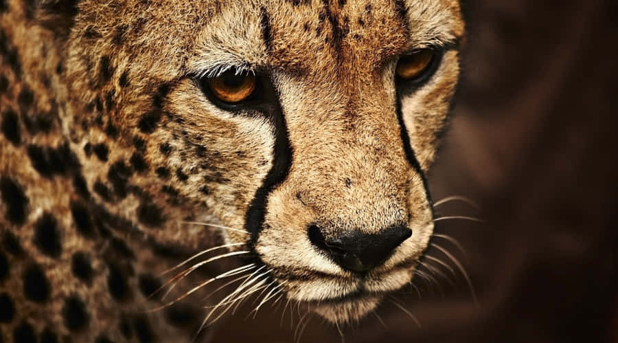 A Beautiful Cheetah Running In The Wild Wallpaper