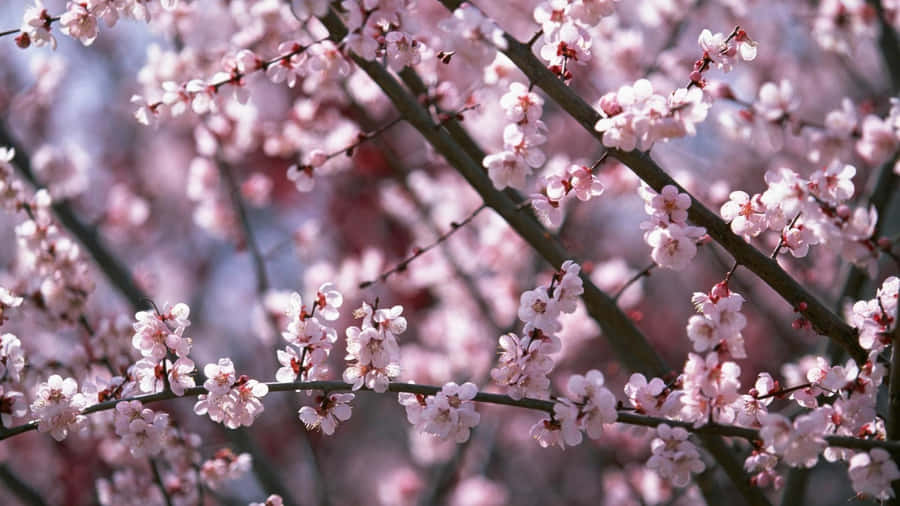 A Beautiful Cherry Blossom Tree At Sunset Wallpaper