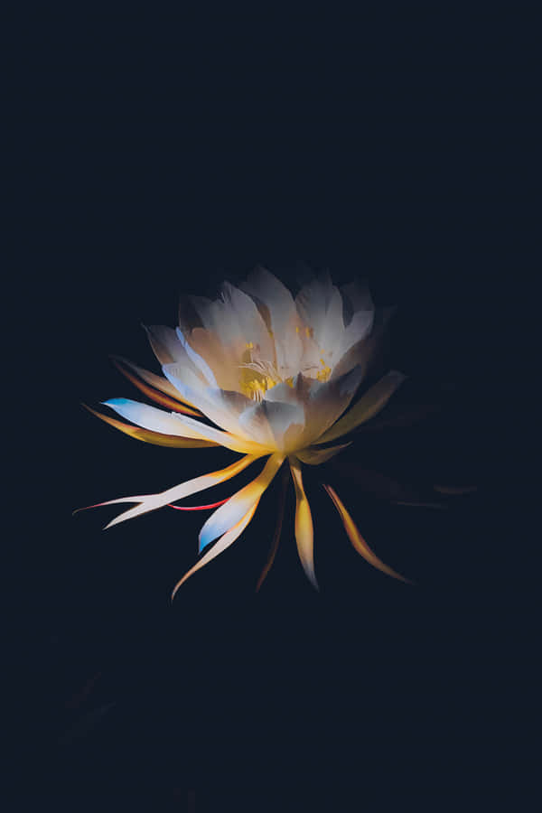 A Beautiful Flourish Of Dark Flowers Lit By A Surreal Glimmer Of Light In A Dreamy Palette. Wallpaper