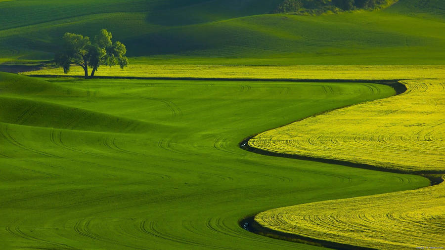 A Beautiful Green Field With Flowing Crops Wallpaper