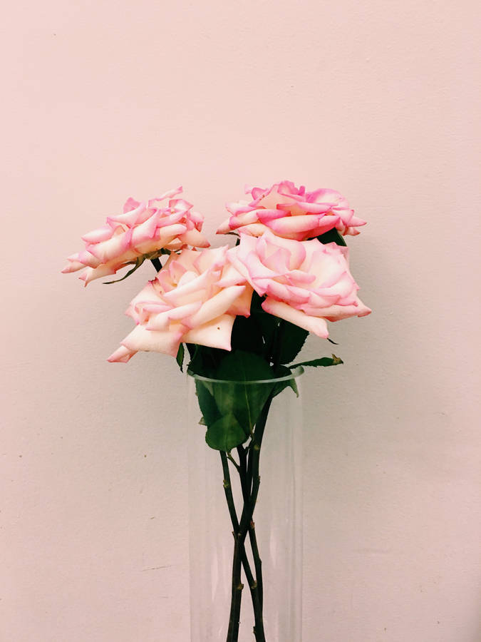A Beautiful Landscape Of Pink And White Flowers In Full Bloom Wallpaper