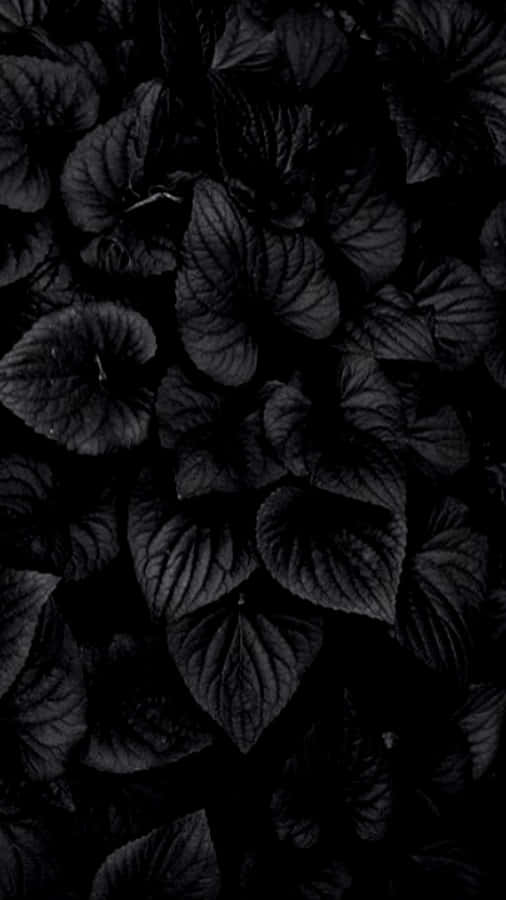 A Black Background With Leaves In The Dark Wallpaper