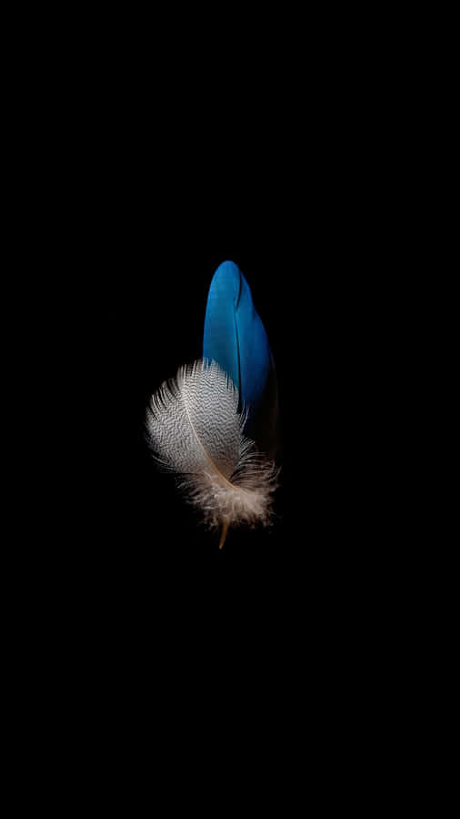 A Blue Feather On A Black Background Wallpaper