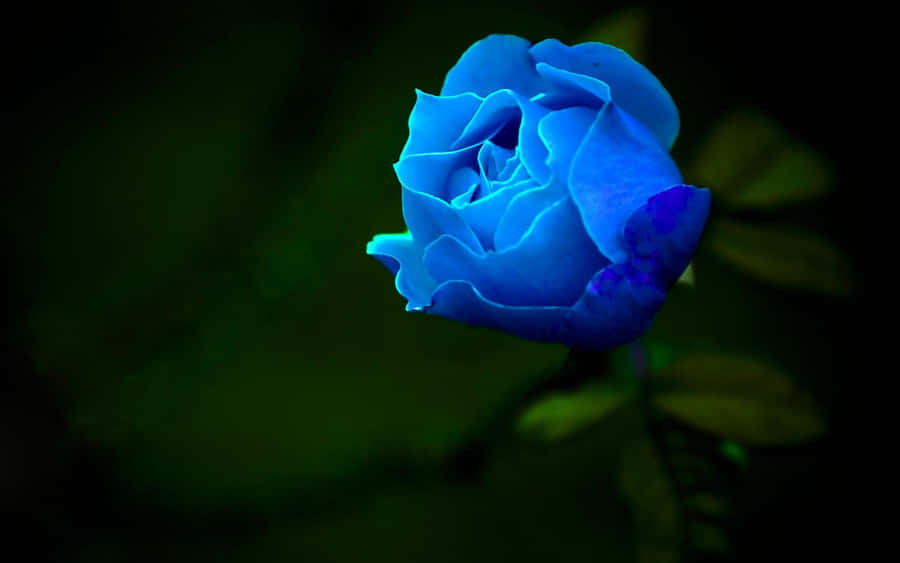 A Blue Rose Is Shown In The Dark Wallpaper