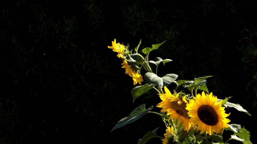 A Bouquet Of Sunshine And Love Wallpaper