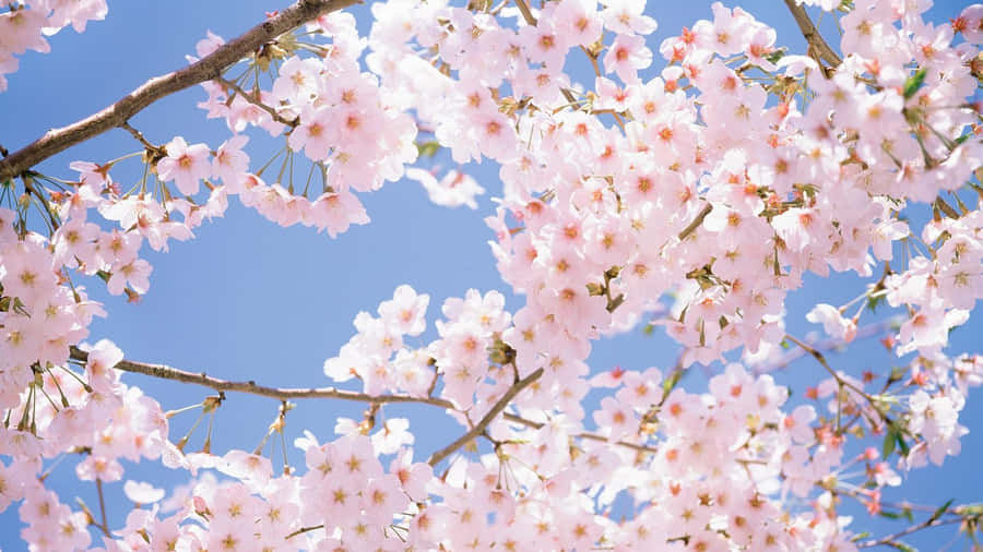 A Breathetaking View Of A Pink Cherry Blossom Tree Wallpaper