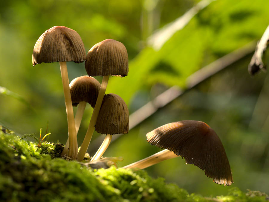 A Brown Umbrella Mushroom Growing Wild In A Forest Wallpaper