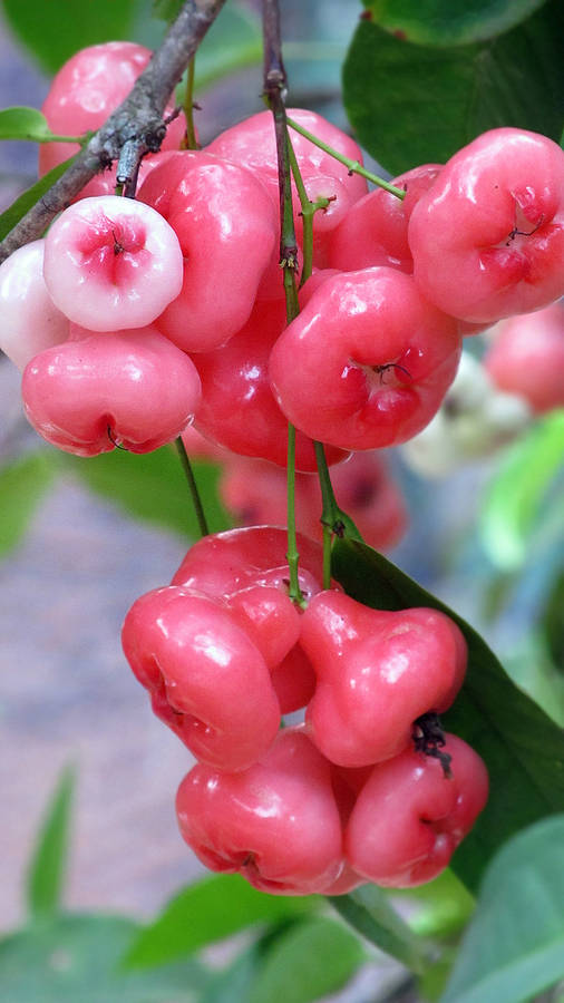 A Bunch Of Luscious Red Rose Apples Hanging From A Tree Wallpaper