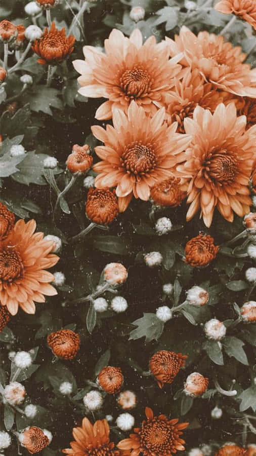 A Burst Of Vibrant Colour And Beauty Wallpaper