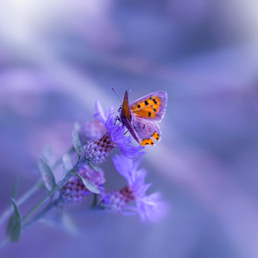 A Butterfly Is Sitting On A Purple Flower Wallpaper