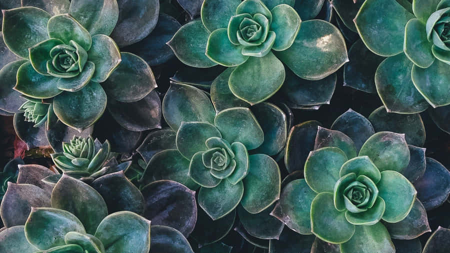 A Calming Plant Aesthetic Desktop Background Sure To Lift Your Spirits! Wallpaper