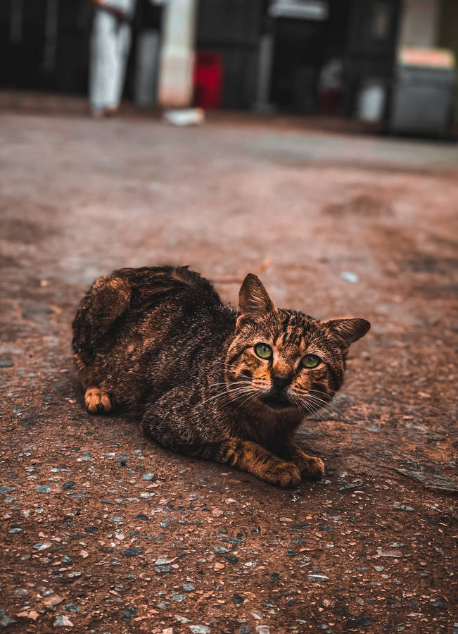 A Cat Is Laying On The Ground Wallpaper