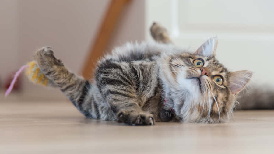 A Cat Is Playing With A Toy On The Floor Wallpaper