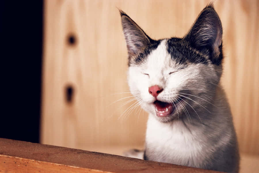 A Cat Is Yawning While Sitting On A Wooden Table Wallpaper