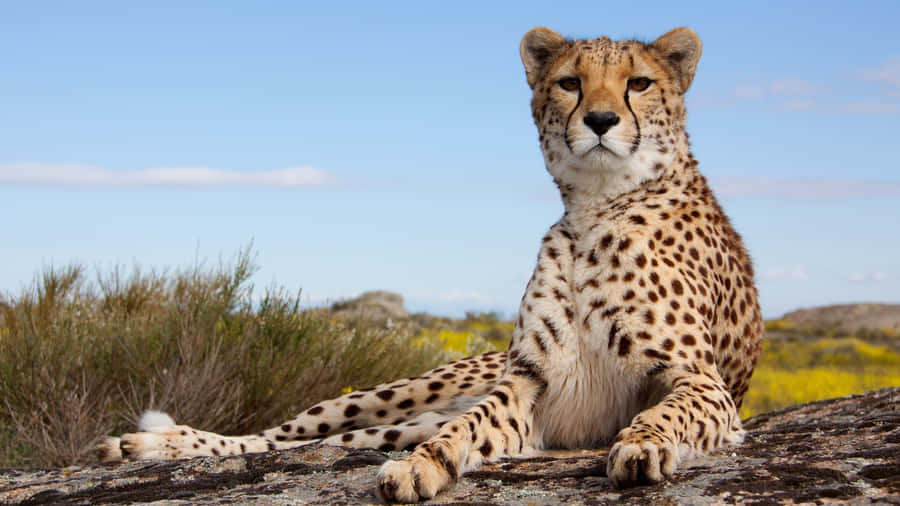 A Cheetah Races Across The Savannah Wallpaper