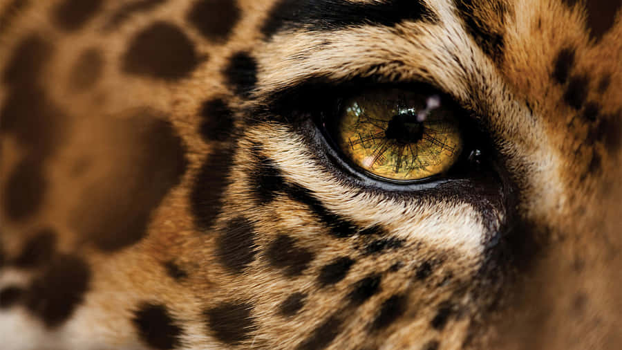 A Cheetah Stalking Its Prey In The African Savanna Wallpaper