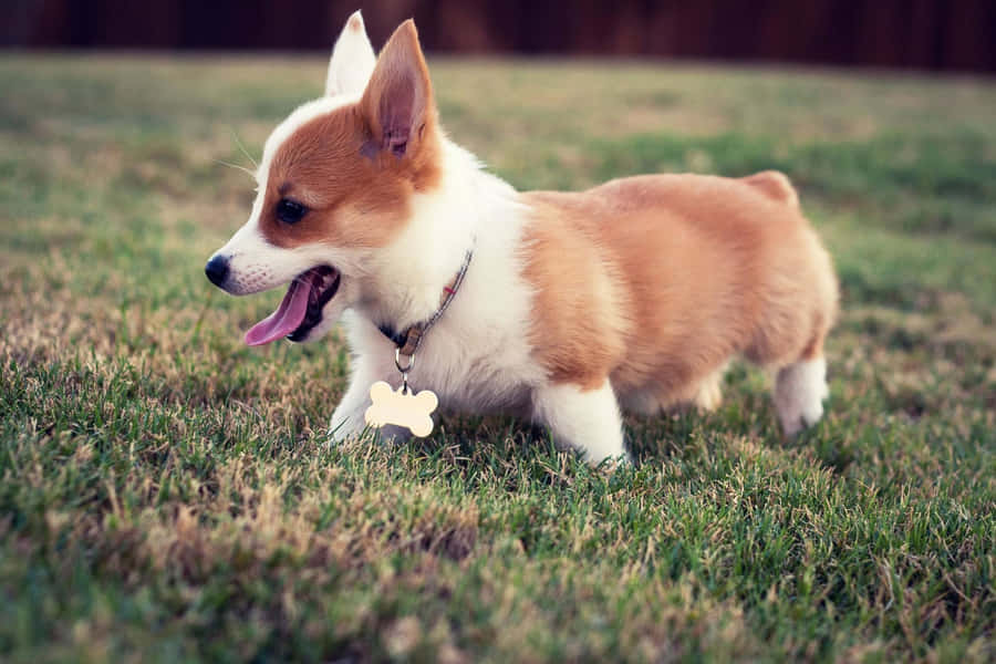 A Chubby Dog Enjoying The Outdoors Wallpaper