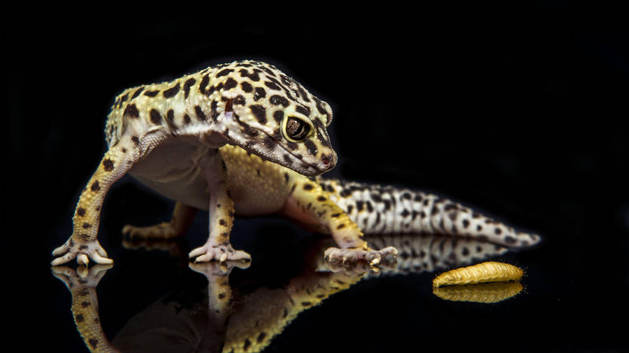 A Close Look At A Leopard Gecko Wallpaper