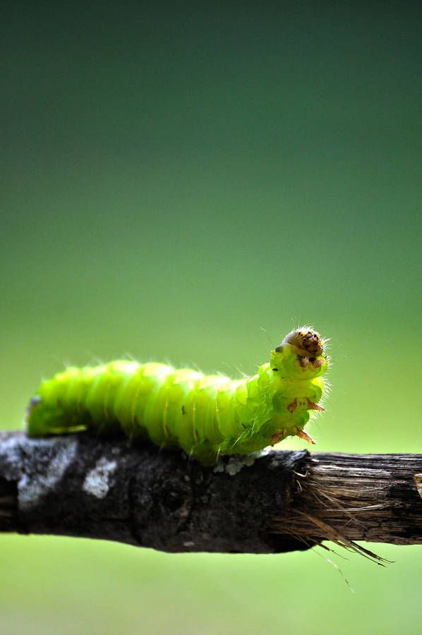 A Close-up Journey With A Garden Worm Wallpaper